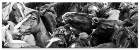 Comprar fotografía Fiestas de Galicia Rapa das Bestas caballos Decoración naturaleza